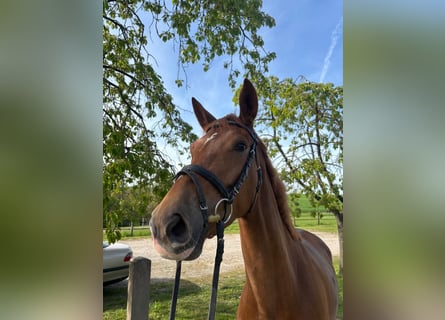 Hanoverian, Mare, 5 years, 16.1 hh, Chestnut-Red