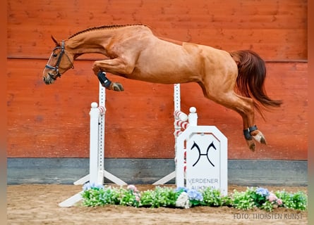 Hanoverian, Mare, 5 years, 16.1 hh, Chestnut-Red