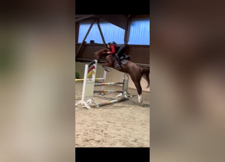 Hanoverian, Mare, 5 years, 16,1 hh, Chestnut