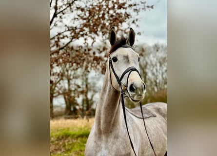 Hanoverian, Mare, 5 years, 16,1 hh, Gray-Dapple