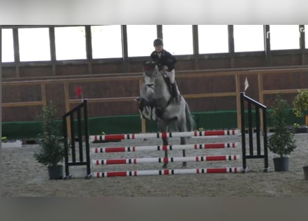 Hanoverian, Mare, 5 years, 16.1 hh, Gray-Dark-Tan