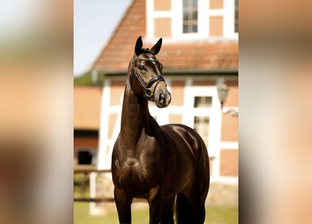 Hanoverian, Mare, 5 years, 16.1 hh, Smoky-Black