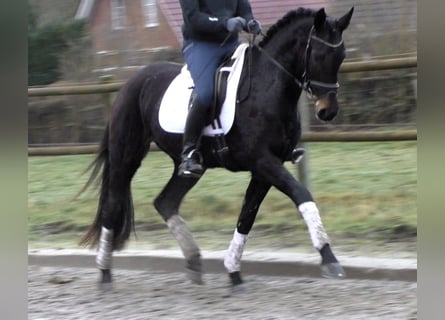 Hanoverian, Mare, 5 years, 16,1 hh, Smoky-Black