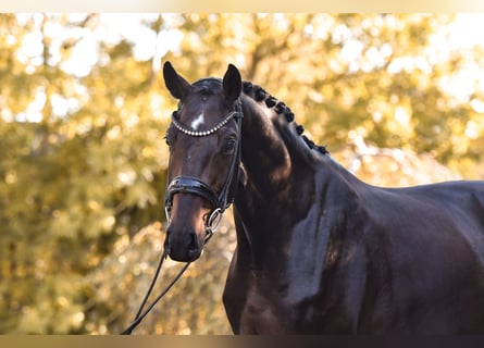 Hanoverian, Mare, 5 years, 16.2 hh, Bay-Dark