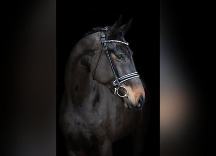 Hanoverian, Mare, 5 years, 16,2 hh, Bay-Dark