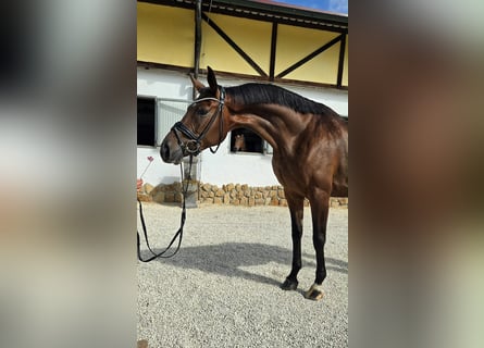 Hanoverian, Mare, 5 years, 16.2 hh, Bay-Dark
