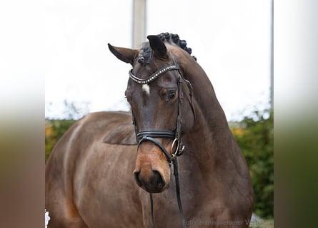 Hanoverian, Mare, 5 years, 16.2 hh, Bay-Dark