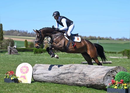 Hanoverian, Mare, 5 years, 16.2 hh, Bay-Dark