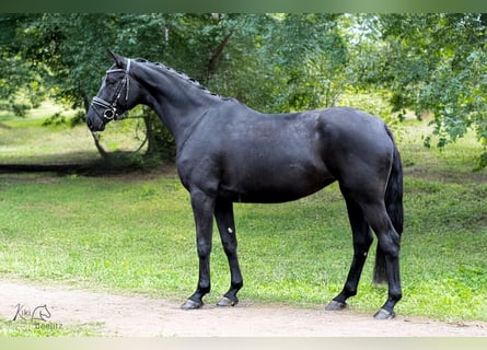 Hanoverian, Mare, 5 years, 16.2 hh, Black