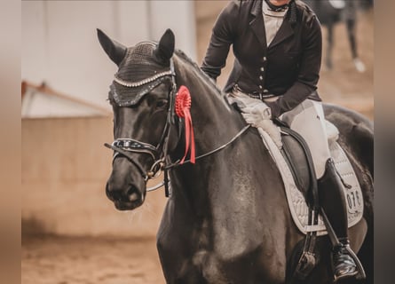 Hanoverian, Mare, 5 years, 16,2 hh, Black