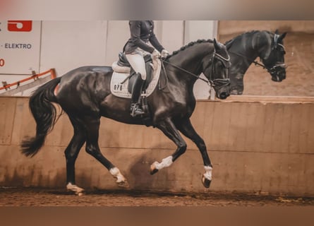 Hanoverian, Mare, 5 years, 16,2 hh, Black