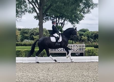 Hanoverian, Mare, 5 years, 16,2 hh, Black