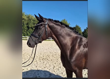 Hanoverian, Mare, 5 years, 16,2 hh, Black