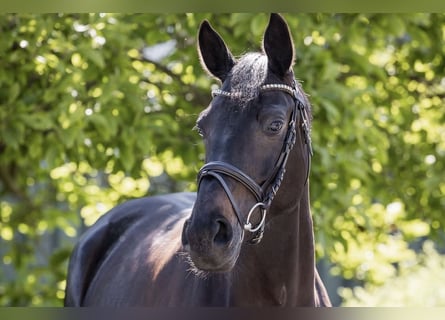 Hanoverian, Mare, 5 years, 16.2 hh, Black