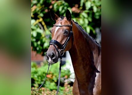 Hanoverian, Mare, 5 years, 16.2 hh, Brown
