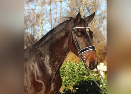 Hanoverian, Mare, 5 years, 16,2 hh, Brown