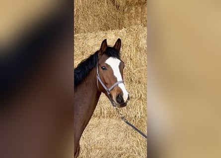 Hanoverian, Mare, 5 years, 16,2 hh, Brown