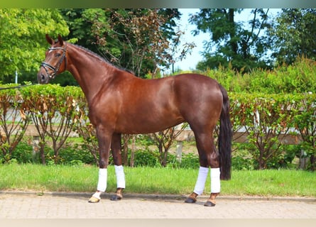 Hanoverian, Mare, 5 years, 16,2 hh, Chestnut