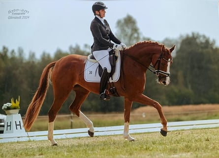 Hanoverian, Mare, 5 years, 16,2 hh, Chestnut-Red