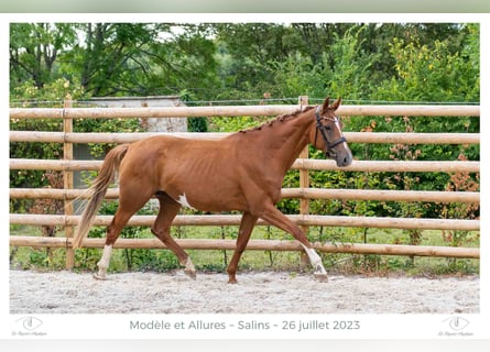 Hanoverian, Mare, 5 years, 16.2 hh, Chestnut-Red