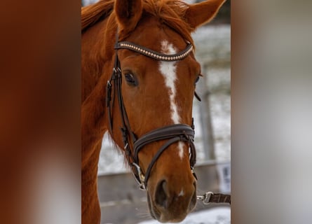 Hanoverian, Mare, 5 years, 16,2 hh, Chestnut-Red