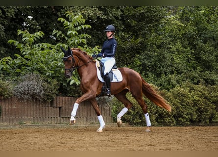 Hanoverian, Mare, 5 years, 16,2 hh, Chestnut-Red