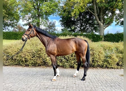 Hanoverian, Mare, 5 years, 16,3 hh, Bay-Dark