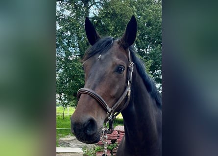 Hanoverian, Mare, 5 years, 16,3 hh, Bay-Dark