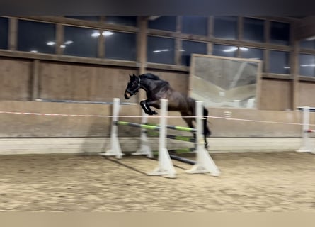 Hanoverian, Mare, 5 years, 16,3 hh, Bay-Dark