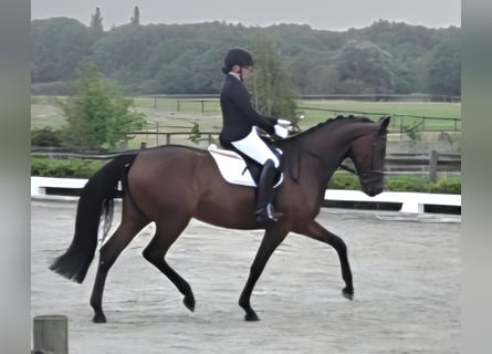 Hanoverian, Mare, 5 years, 16.3 hh, Brown