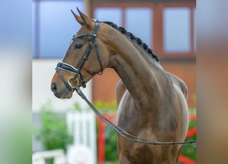 Hanoverian, Mare, 5 years, 16.3 hh, Brown
