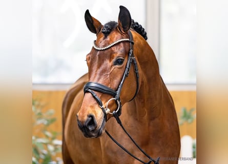 Hanoverian, Mare, 5 years, 16.3 hh, Brown