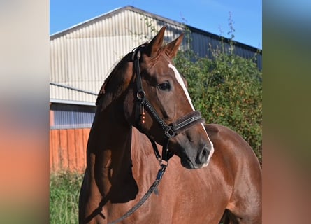 Hanoverian, Mare, 5 years, 16.3 hh, Chestnut-Red