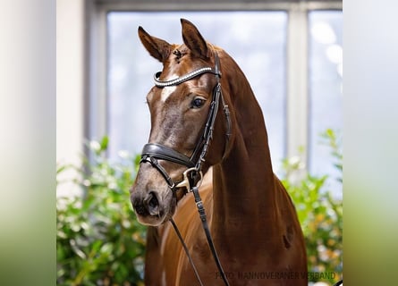 Hanoverian, Mare, 5 years, 16,3 hh, Chestnut-Red