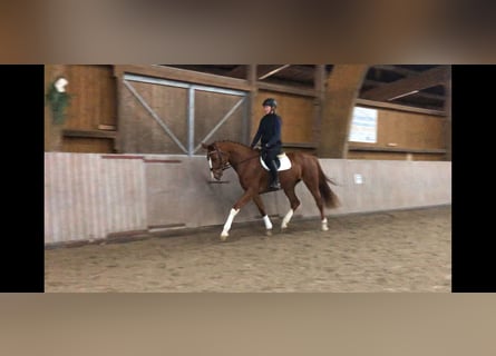 Hanoverian, Mare, 5 years, 16.3 hh, Chestnut-Red