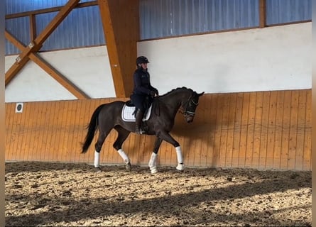 Hanoverian, Mare, 5 years, 16 hh, Bay-Dark