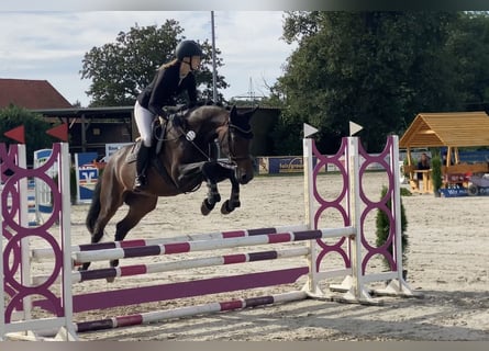 Hanoverian, Mare, 5 years, 16 hh, Bay-Dark