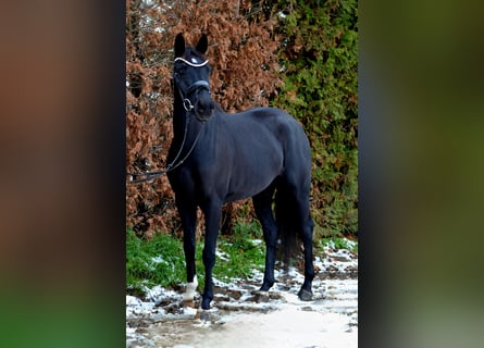 Hanoverian, Mare, 5 years, 16 hh, Black