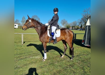 Hanoverian, Mare, 5 years, 16 hh, Brown