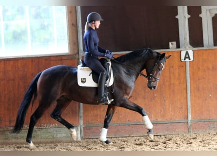 Hanoverian, Mare, 5 years, 16 hh, Brown