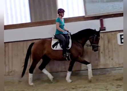 Hanoverian, Mare, 5 years, 16 hh, Brown