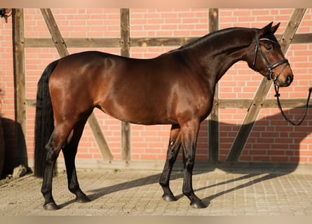 Hanoverian, Mare, 5 years, 16 hh, Brown