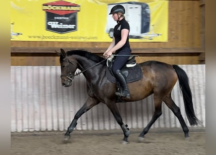 Hanoverian, Mare, 5 years, 16 hh, Brown