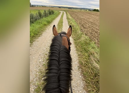 Hanoverian, Mare, 5 years, 16 hh, Brown