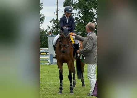 Hanoverian, Mare, 5 years, 16 hh, Brown