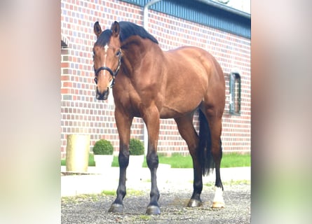 Hanoverian, Mare, 5 years, 16 hh, Brown