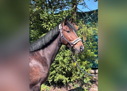 Hanoverian, Mare, 5 years, 16 hh, Brown