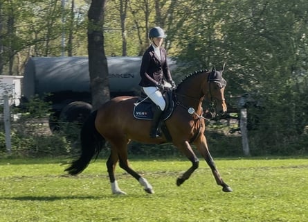 Hanoverian, Mare, 5 years, 16 hh, Brown