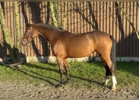 Hanoverian, Mare, 5 years, 16 hh, Brown