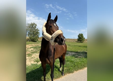 Hanoverian, Mare, 5 years, 16 hh, Brown